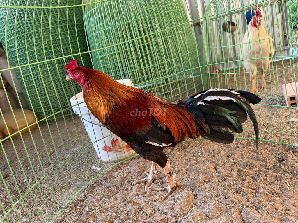 Gà chọi Đực 4kg Thái Mỹ. Mua bán Gà tại Huyện Tam Bình Vĩnh Long được đăng bởi tien hình 1