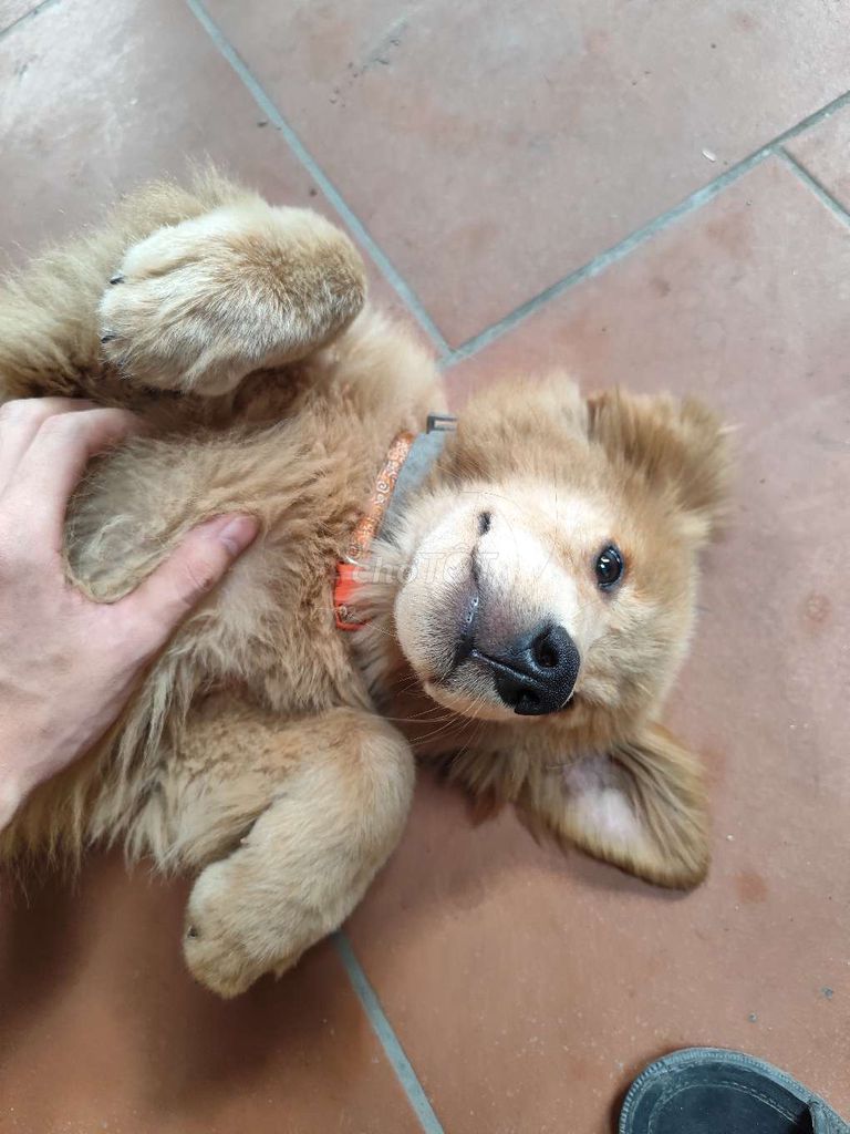 Chó Golden Retriever đực 4 tháng. Mua bán Chó tại Thị xã Từ Sơn Bắc Ninh được đăng bởi Kẻ Trộm Bầu Trời hình 1