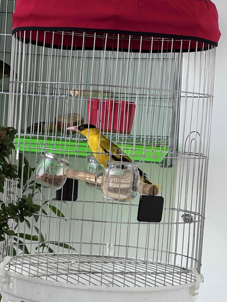 Lồng chim Vàng Anh Inox Vàng. Mua bán Chim tại Quận Tân Phú Tp Hồ Chí Minh được đăng bởi Nhuận Huỳnh hình 1