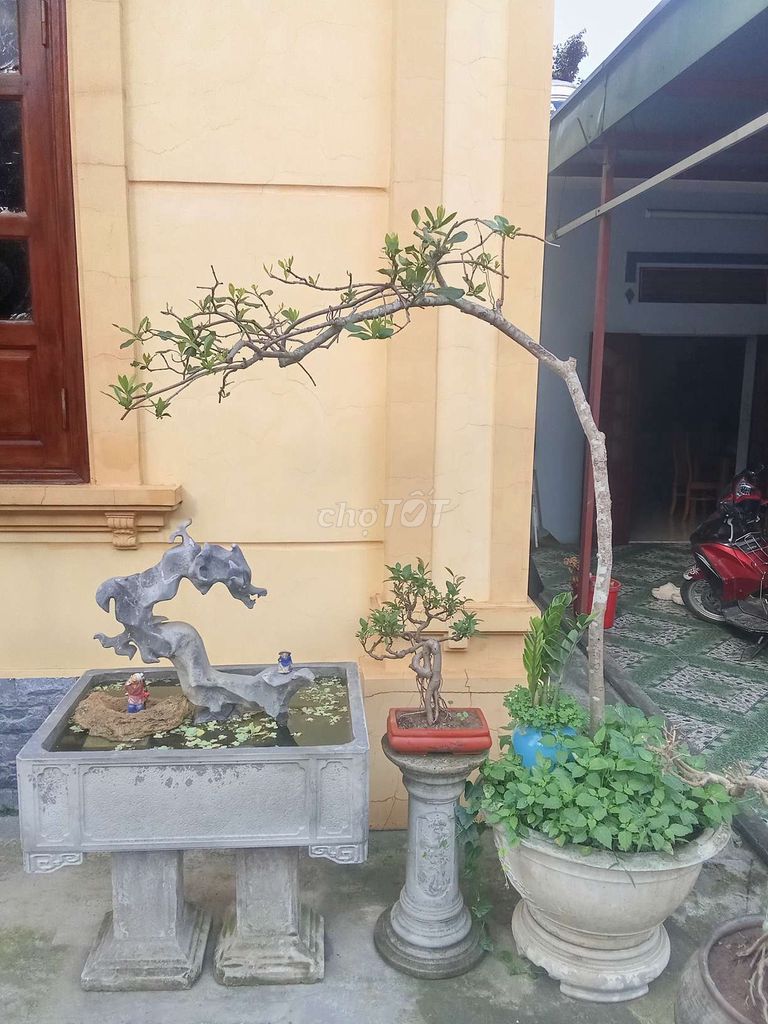 Cây dành dành Bonsai. Mua bán Cây cảnh, đồ trang trí tại Huyện An Dương Hải Phòng được đăng bởi lexus hình 1