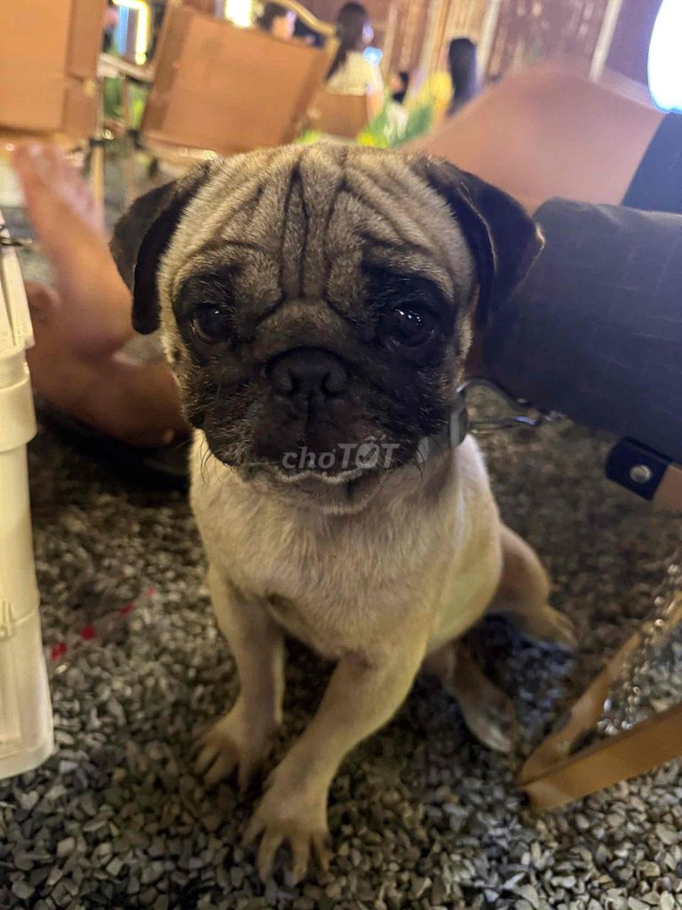 PUG. Mua bán Chó tại Thị xã Tân Uyên Bình Dương được đăng bởi Huỳnh Đức hình 1