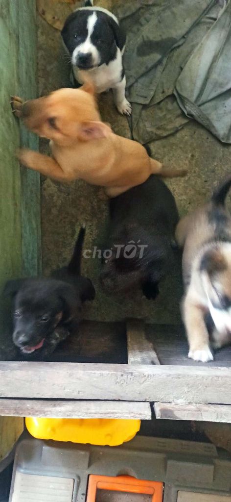 Cho chó cỏ. Mua bán Chó tại Huyện Hòa Thành Tây Ninh được đăng bởi Thành hình 1