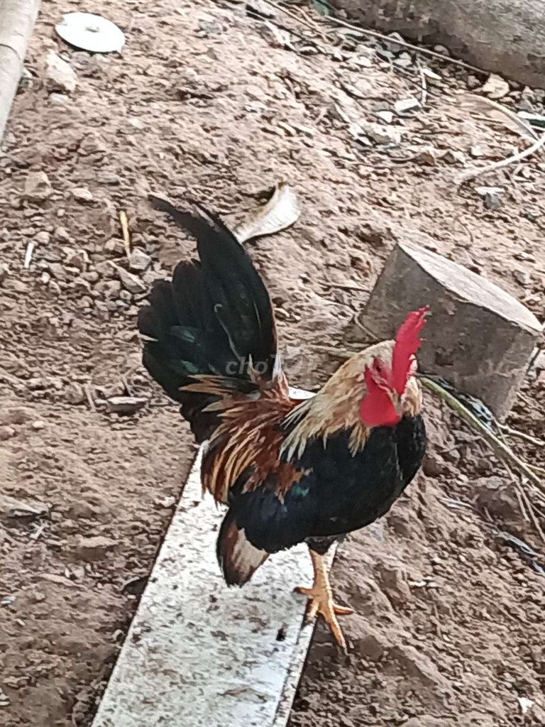 Gà trống giống Đực làm cảnh. Mua bán Gà tại Thành phố Biên Hòa Đồng Nai được đăng bởi Nguyễn Đức Huyền hình 1