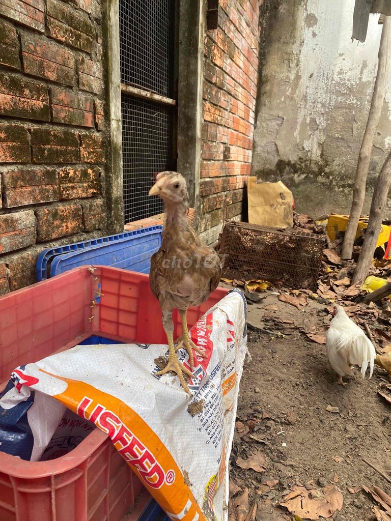 Gà tre mái 5 tháng tuổi. Mua bán Gà tại Thành phố Cà Mau Cà Mau được đăng bởi Trần Anh Hiếu hình 1