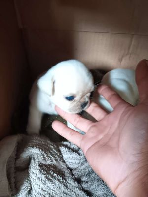 2 bé Pug xệ đực thuần chủng. Mua bán Chó tại Huyện Phụng Hiệp Hậu Giang được đăng bởi GÀ ĐÁ HẬU GIANG
