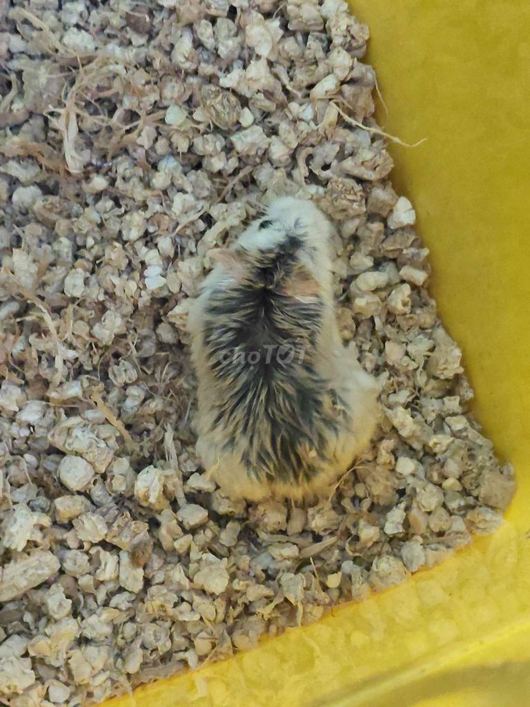 Chuột Hamster Trắng đen. Mua bán Thú cưng khác tại Quận 4 Tp Hồ Chí Minh được đăng bởi Trang Nguyễn hình 1
