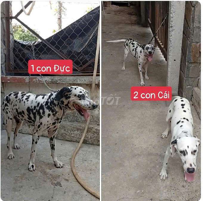 Bán 3con chó đốm 1Đực & 2Cái tơ. Mua bán Chó tại Huyện Củ Chi Tp Hồ Chí Minh được đăng bởi Nguyễn Huy hình 1