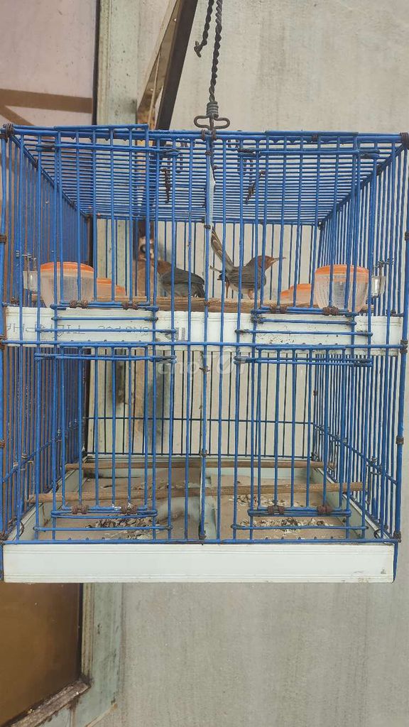 Chim sâu đầu đỏ cám cứng. Mua bán Chim tại Quận 7 Tp Hồ Chí Minh được đăng bởi Xóa Hết hình 1