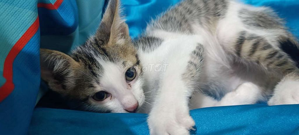 Cho Mèo Nhị thể 2 tháng. Mua bán Mèo tại Quận 3 Tp Hồ Chí Minh được đăng bởi an nhiên hình 1