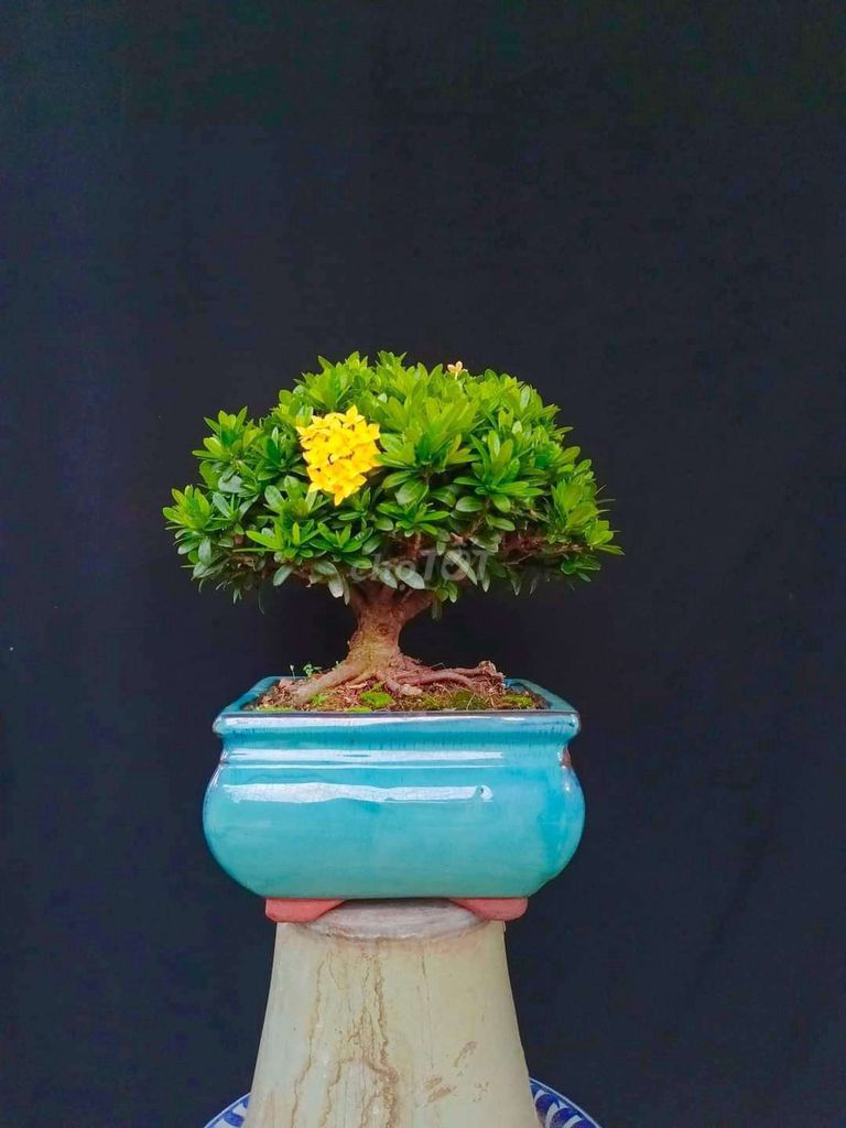 Cây Trang Vàng bonsai cao 22cm