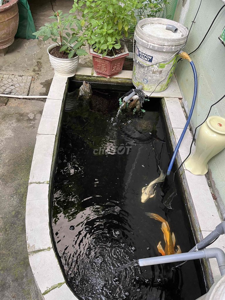 cá cảnh. Mua bán Thú cưng khác tại Quận Sơn Trà Đà Nẵng được đăng bởi duong tran hình 1
