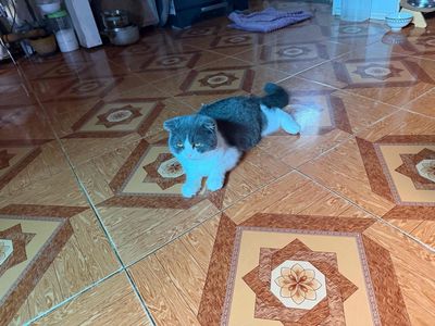Mèo ALN cái xám trắng đang mang bầu