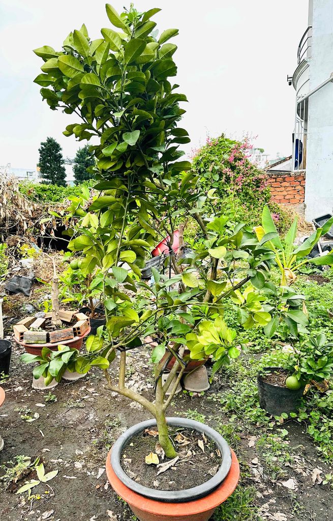 Bưởi Da Xanh cây lớn cao 2,5m đang trái sum suê. Mua bán Cây cảnh, đồ trang trí tại Quận Gò Vấp Tp Hồ Chí Minh được đăng bởi Vườn Kiểng Nhà Nị Ny hình 1