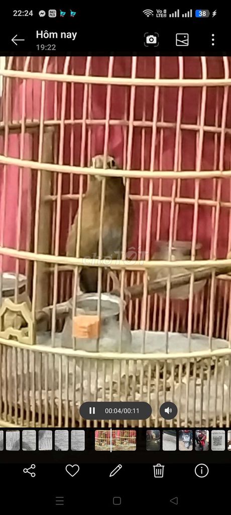 Chim hót màu Nâu. Mua bán Chim tại Quận Tân Bình Tp Hồ Chí Minh được đăng bởi Đặng Duy Ninh hình 1