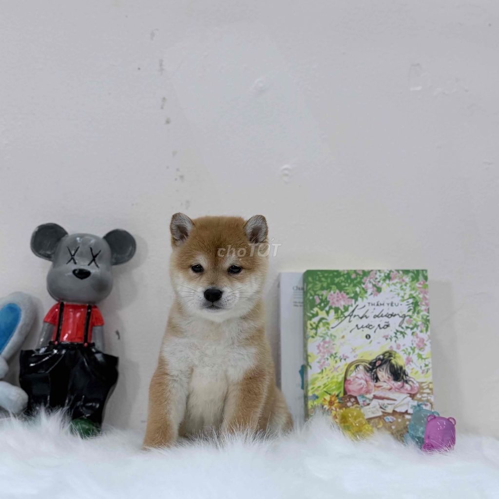 Chó Shiba Inu 3 tháng đã tiêm 1 mũi. Mua bán Chó tại Quận 10 Tp Hồ Chí Minh được đăng bởi Hoàng Mun hình 1