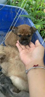 vía yêu thương. Mua bán Chó tại Thị xã Tân Uyên Bình Dương được đăng bởi Tiến