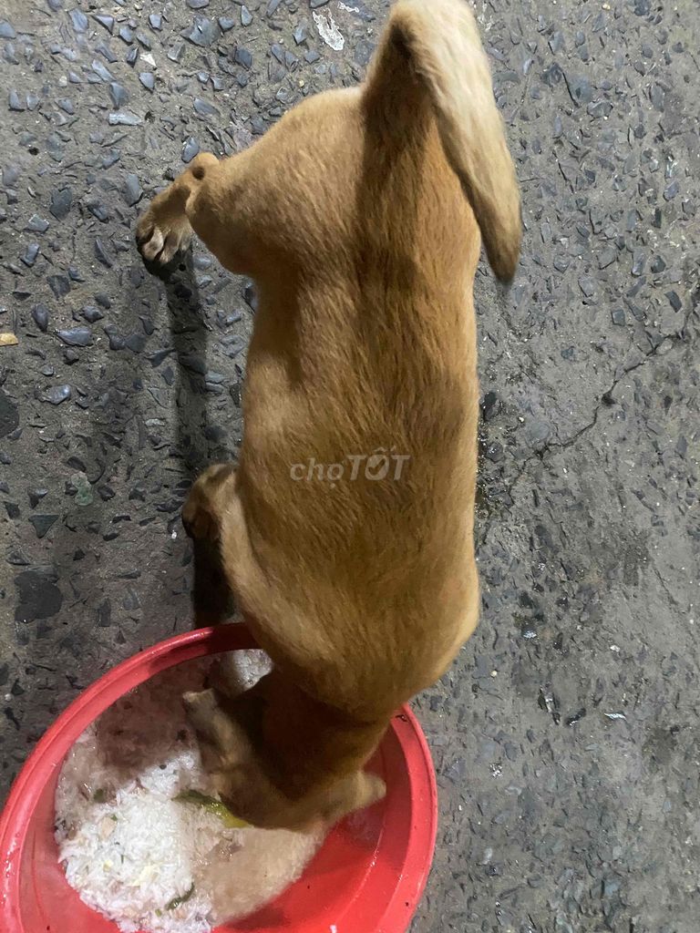 Chó Poodle Nâu 4 tháng. Mua bán Chó tại Thành phố Thủ Đức Tp Hồ Chí Minh được đăng bởi Tùng hình 1