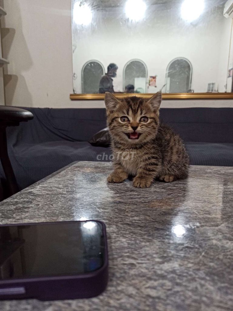 mèo chân ngắn Munchkin. Mua bán Mèo tại Huyện Nghĩa Hưng Nam Định được đăng bởi VB hình 1