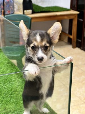 Corgi cái 2 tháng tuổi,đã tiêm vac sổ zun