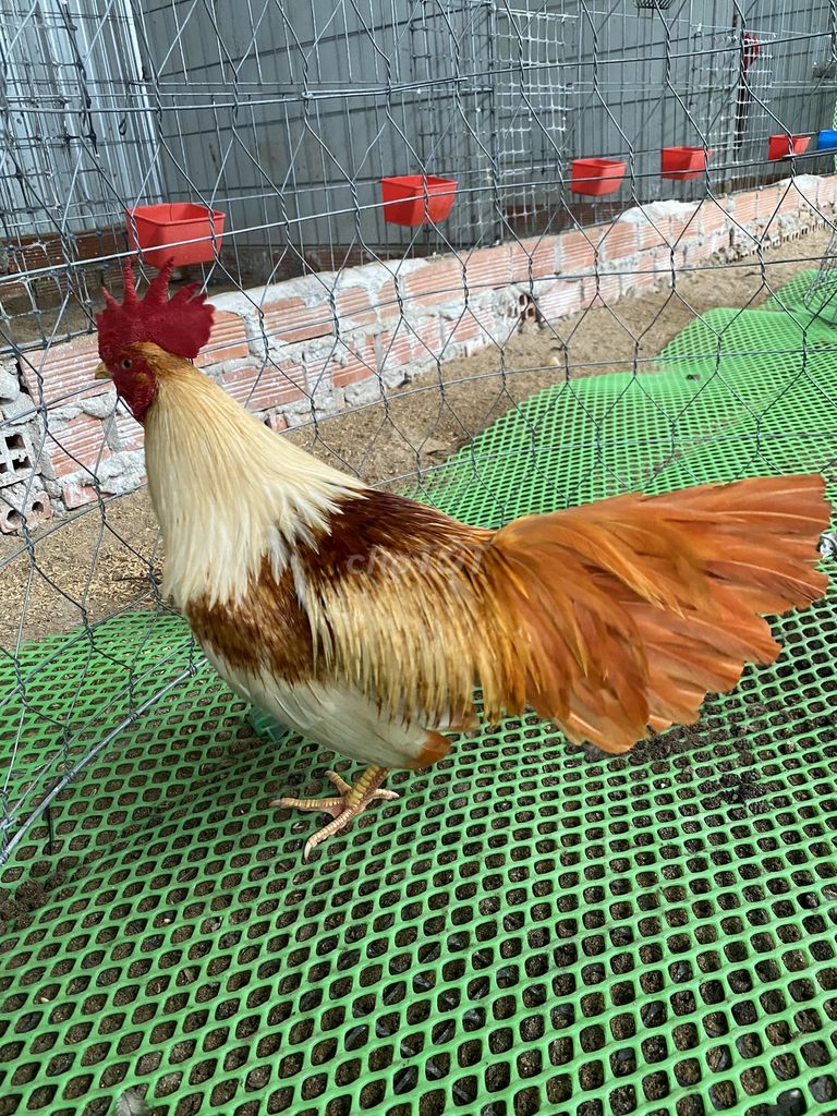 Gà trống 1.8kg Vàng, nâu, đỏ. Mua bán Gà tại Thành phố Sa Đéc Đồng Tháp được đăng bởi ga tre hình 1