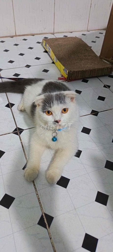 Mèo Anh Lông Ngắn cái 8 tháng. Mua bán Mèo tại Thành phố Thuận An Bình Dương được đăng bởi Anh Vũ hình 1