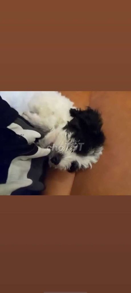 Poodle màu bò sữa