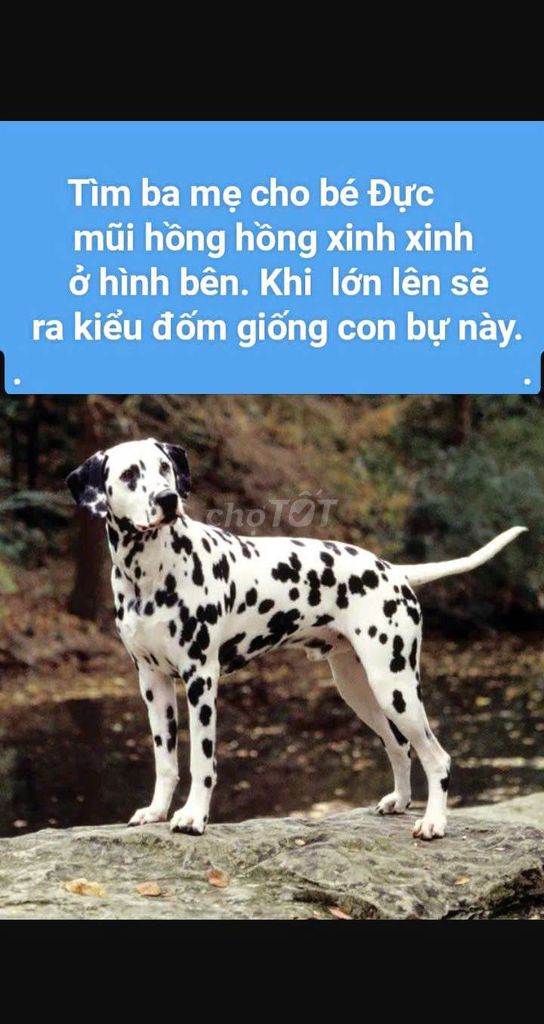 Tìm Ba Mẹ cho bé chó đốm Đực 3 tháng mũi hồng. Mua bán Chó tại Huyện Củ Chi Tp Hồ Chí Minh được đăng bởi Nguyễn Huy hình 1