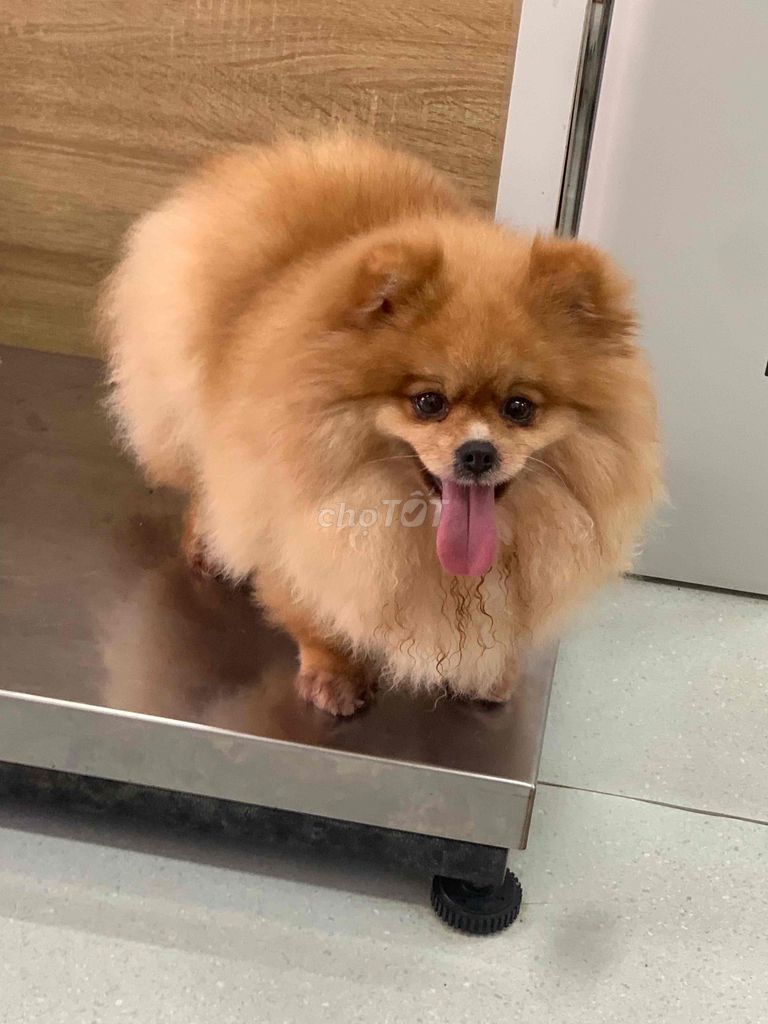 tìm chủ cho bé pom. Mua bán Chó tại Huyện Phú Lộc Thừa Thiên Huế được đăng bởi Huỳnh Văn Đông hình 1