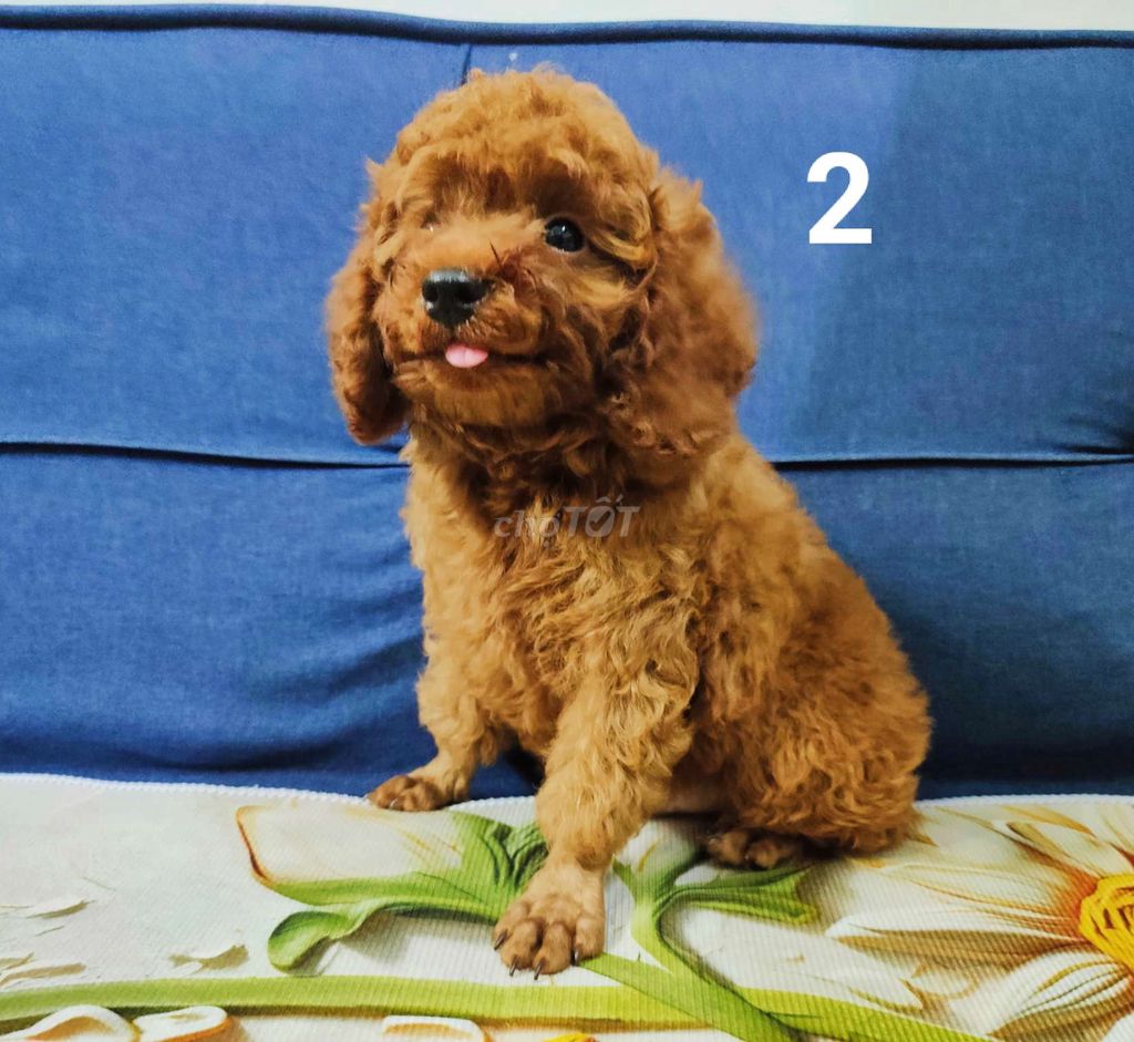 Gả 3 bé Poodle thuần chủng Đực