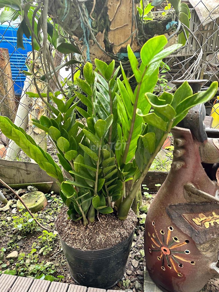 Cây Kim Tiền cây phong thủy sum khỏe đẹp. Mua bán Cây cảnh, đồ trang trí tại Quận Gò Vấp Tp Hồ Chí Minh được đăng bởi Vườn Kiểng Nhà Nị Ny hình 1