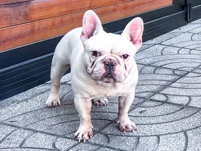 Cần Gl Chim Về Nghe Hót. Mua bán Chim tại Quận 10 Tp Hồ Chí Minh được đăng bởi Ken