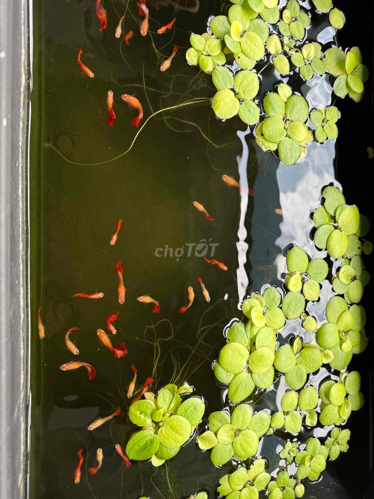 Cá cảnh Guppy Red Rose Đỏ. Mua bán Thú cưng khác tại Quận Hải Châu Đà Nẵng được đăng bởi Mai Phương hình 1