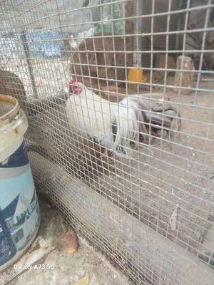 Cần bán gà tân châu tại Đà Lat