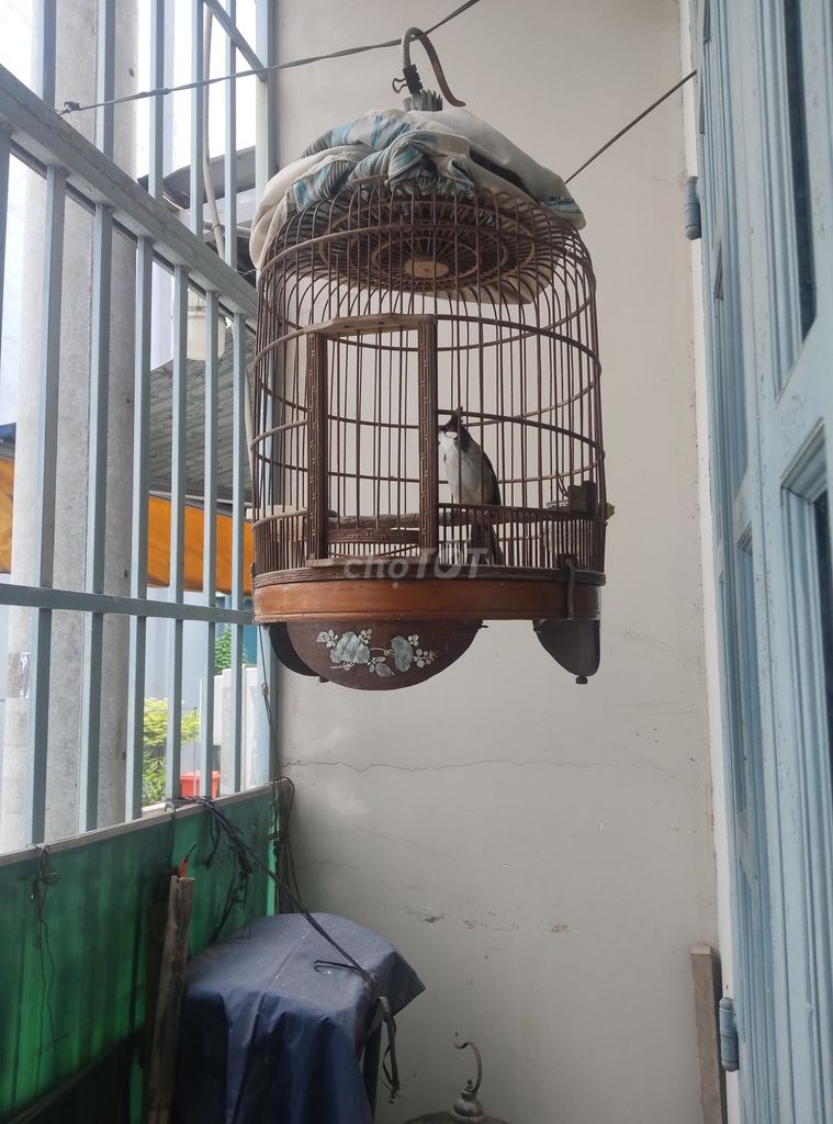 Chim chào mào 6 tháng. Mua bán Chim tại Quận Bình Tân Tp Hồ Chí Minh được đăng bởi Nguyễn thanh phương hình 1