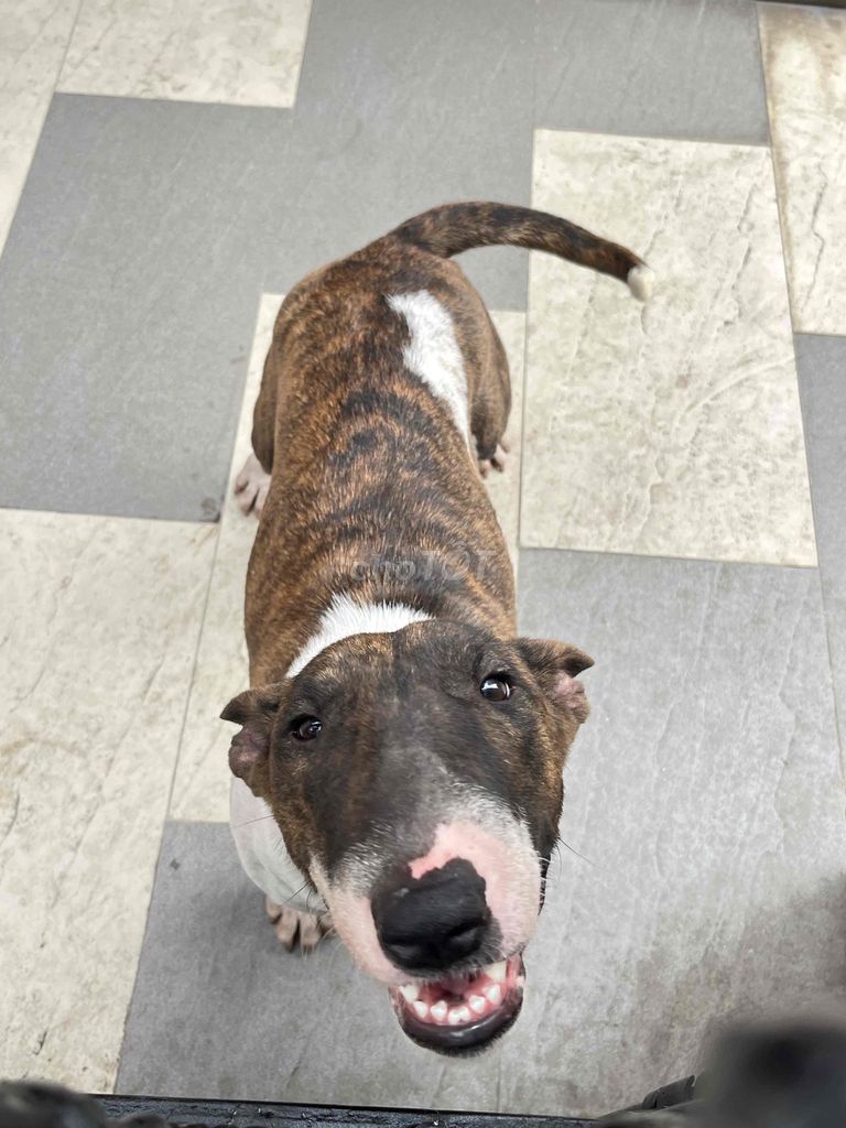 Chó Bull Terrier cái 1 tuổi. Mua bán Chó tại Quận Tân Phú Tp Hồ Chí Minh được đăng bởi Đức Trung hình 1