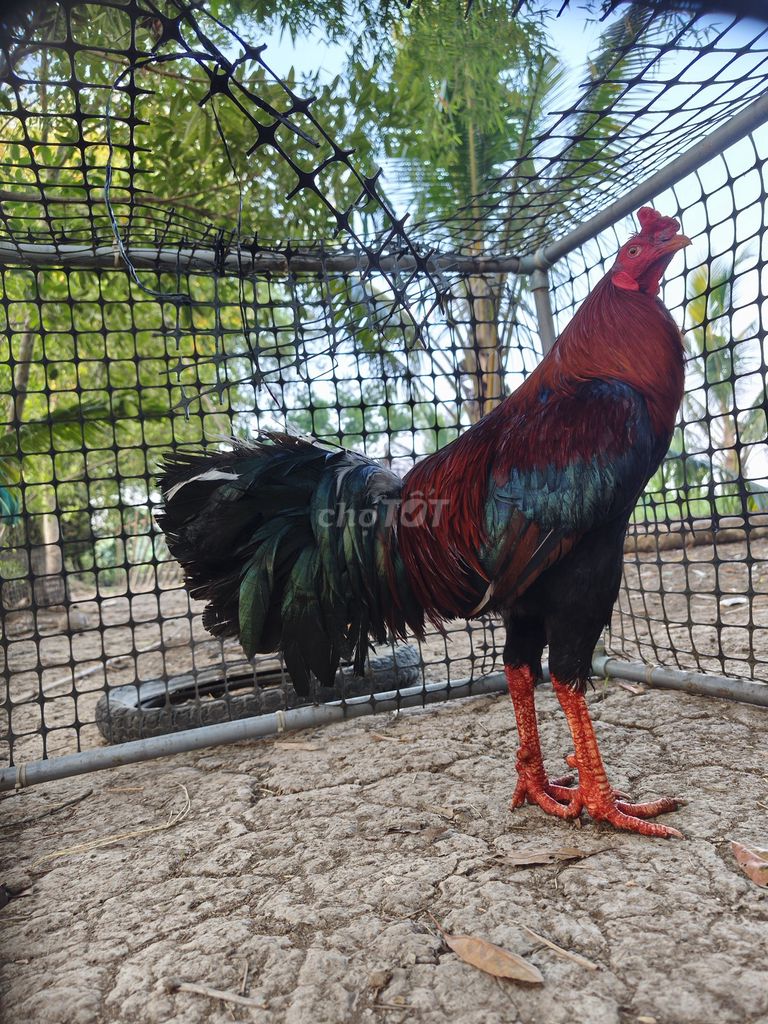 Nọc 2kg8 chân trắng . Mua bán Gà tại Huyện Châu Thành Sóc Trăng được đăng bởi Gà  hình 1