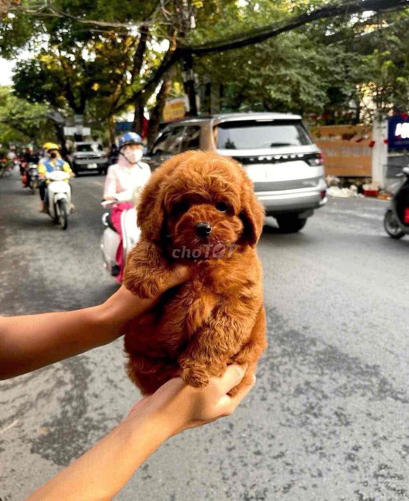 Chó Poodle thuần chủng nâu đỏ con cả hai. Mua bán Chó tại Thành phố Tây Ninh Tây Ninh được đăng bởi Nguyễn Thị Huỳnh Mai hình 1