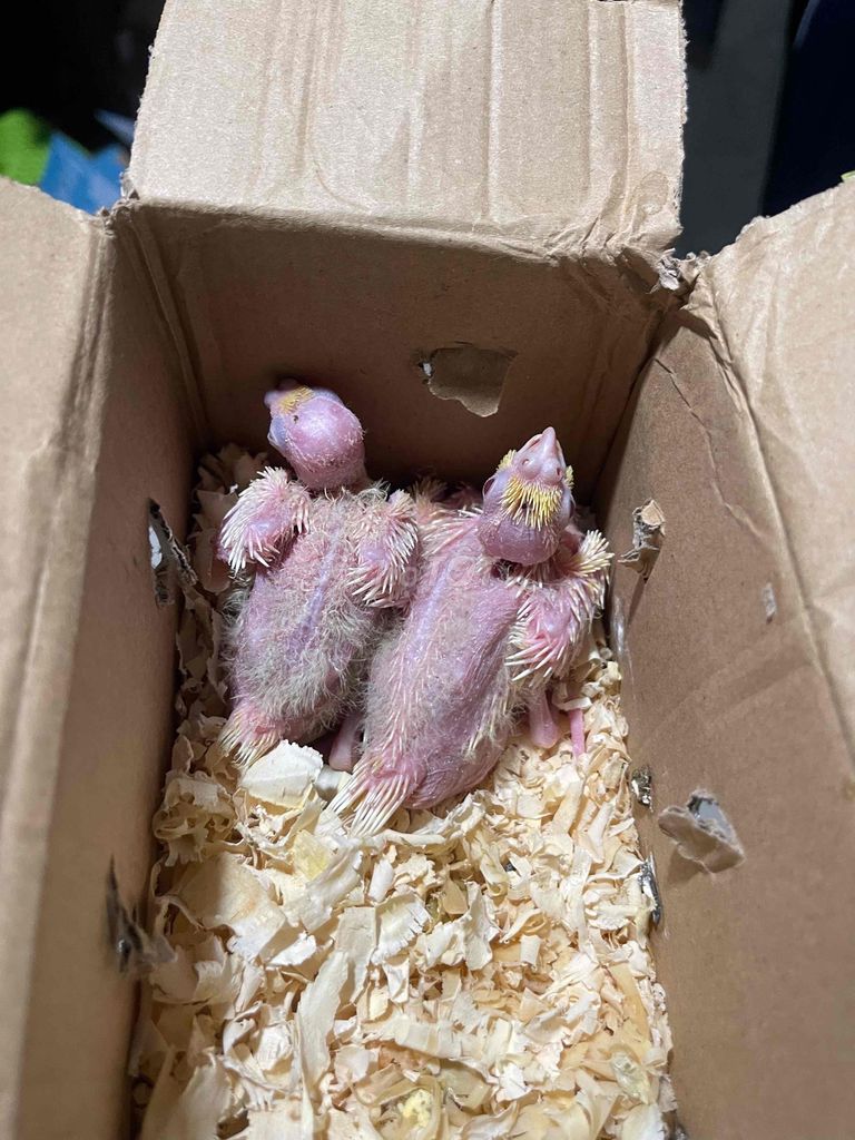 Vẹt Cockatiel lutino pear. Mua bán Chim tại Thành phố Thủ Đức Tp Hồ Chí Minh được đăng bởi Mẫn Lê hình 1