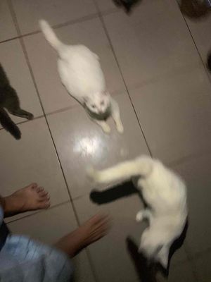 Mèo Anh ❤️ thuần chủng 💚 đủ màu 💛 đủ giá