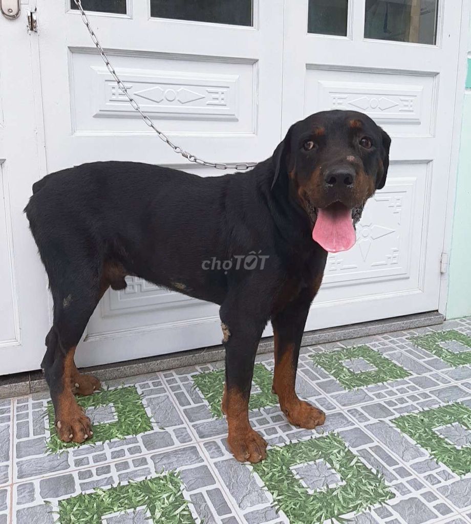 0782775638 - chó rottweiler ( Đực )