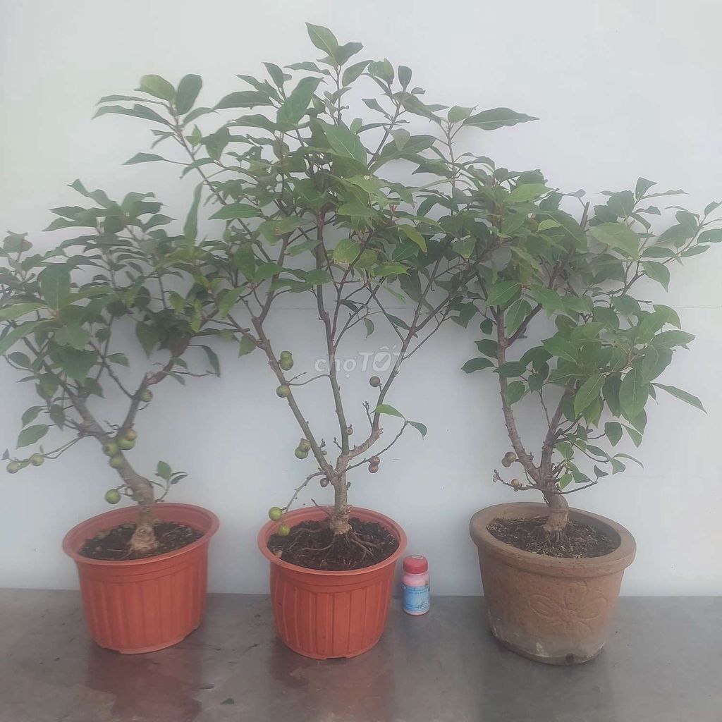 Thanh lý 3 cây sung bonsai đang trái