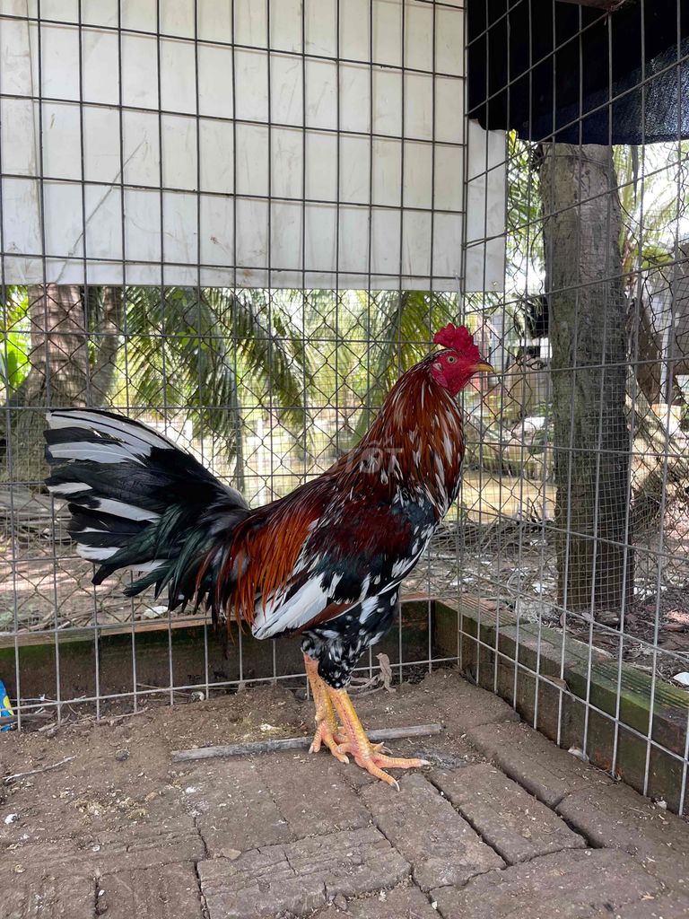 điều bông 2k9
