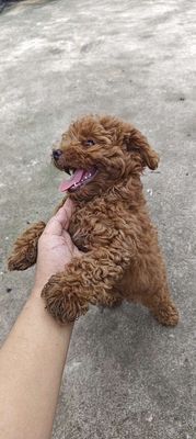 Chó Poodle Nâu 1,8kg