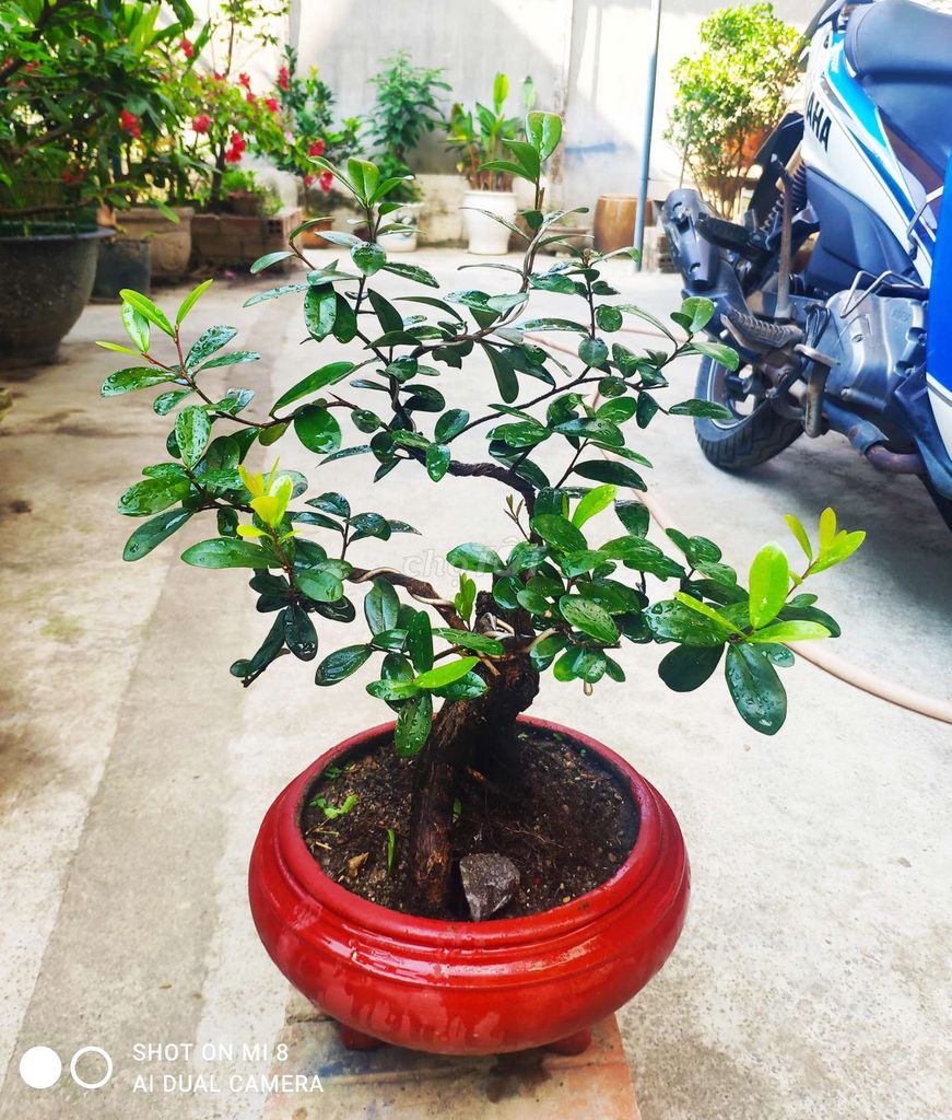 Cây cảnh Bonsai Hải Châu. Mua bán Cây cảnh, đồ trang trí tại Thành phố Nha Trang Khánh Hòa được đăng bởi Nguyễn Thanh hình 1