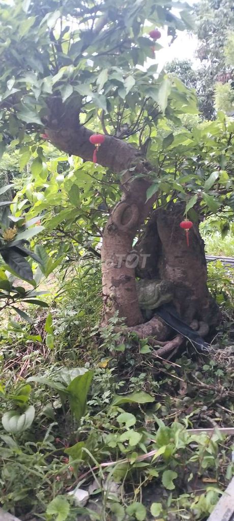 Cây sung cổ thụ 20 năm đang ra quả . Mua bán Cây cảnh, đồ trang trí tại Huyện Đông Hưng Thái Bình được đăng bởi Pham Đinh Duyên hình 1