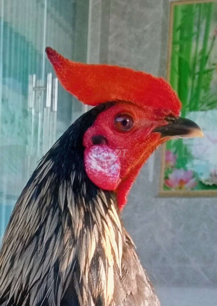 chuối đen 1ky2 . Mua bán Gà tại Huyện Châu Thành Tiền Giang được đăng bởi Tuấn hình 1