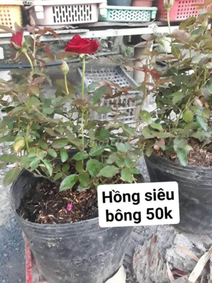 Hồng siêu bông