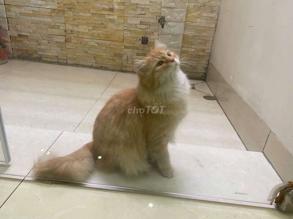 bán mèo lai Anh lông dài đực. Mua bán Mèo tại Quận Ngô Quyền Hải Phòng được đăng bởi phạm trung hình 1