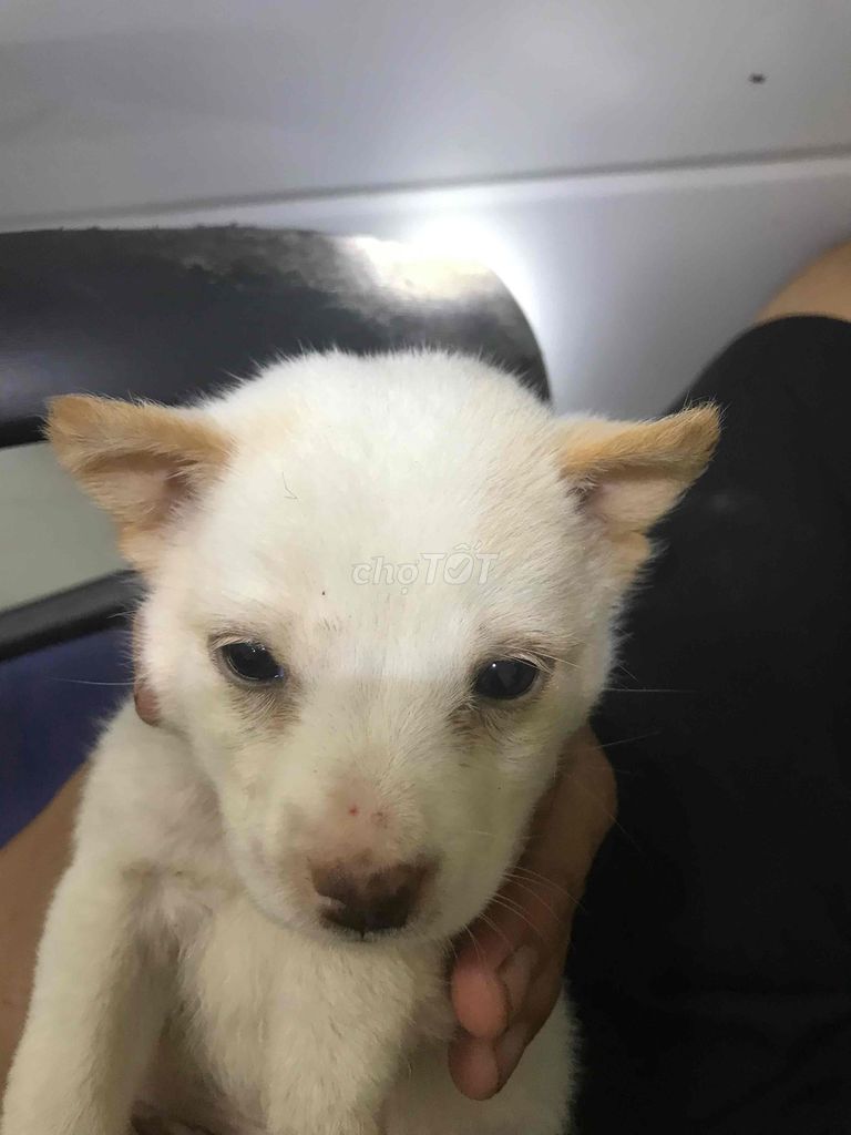 Chó Corgi đực Trắng Đen Lùn. Mua bán Chó tại Quận Ninh Kiều Cần Thơ được đăng bởi Trần Thị Tươi  hình 1