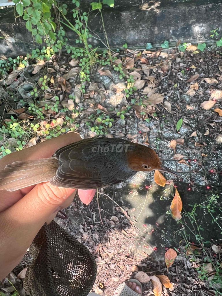 chim sâu bổi. Mua bán Chim tại Huyện Nhà Bè Tp Hồ Chí Minh được đăng bởi Quang Trường hình 1